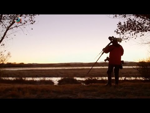 Bird Photography with Arthur Morris