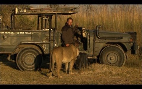 Photographer's Close Encounters of the Lion Kind