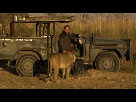 Photographer's Close Encounters of the Lion Kind