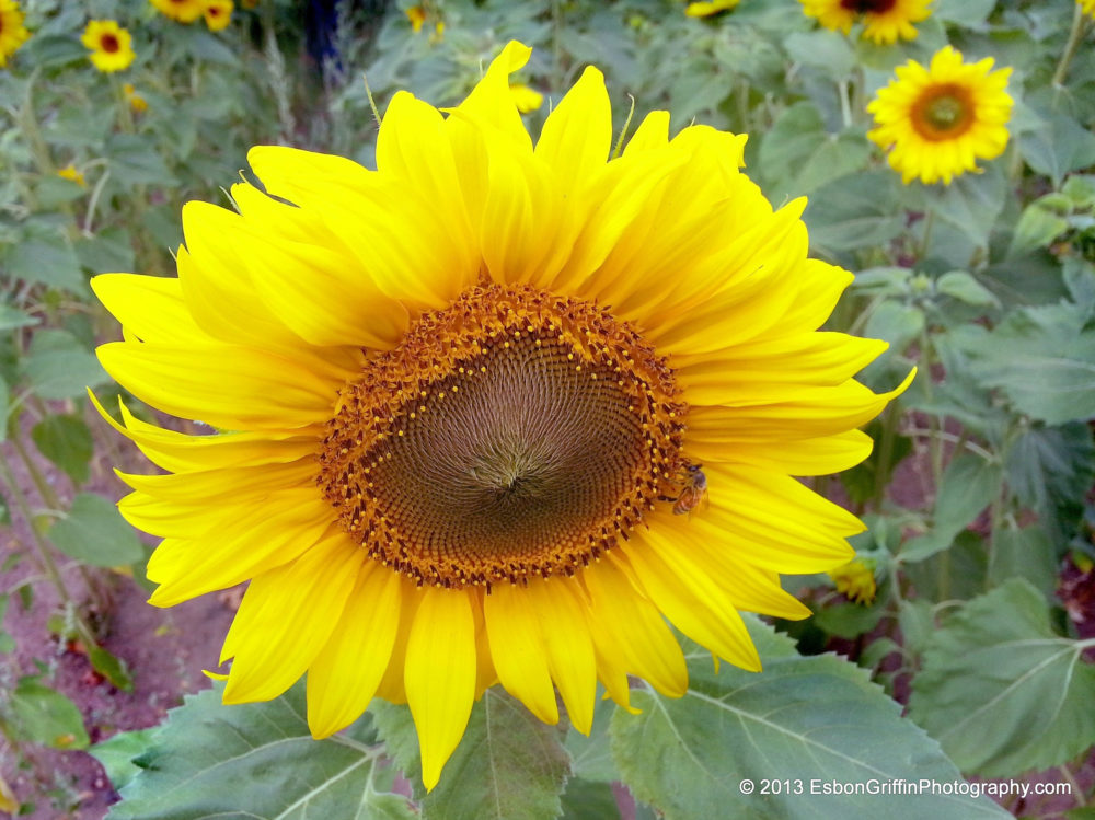 cropped-Smartphone-Sunflower-Photo-1.jpg